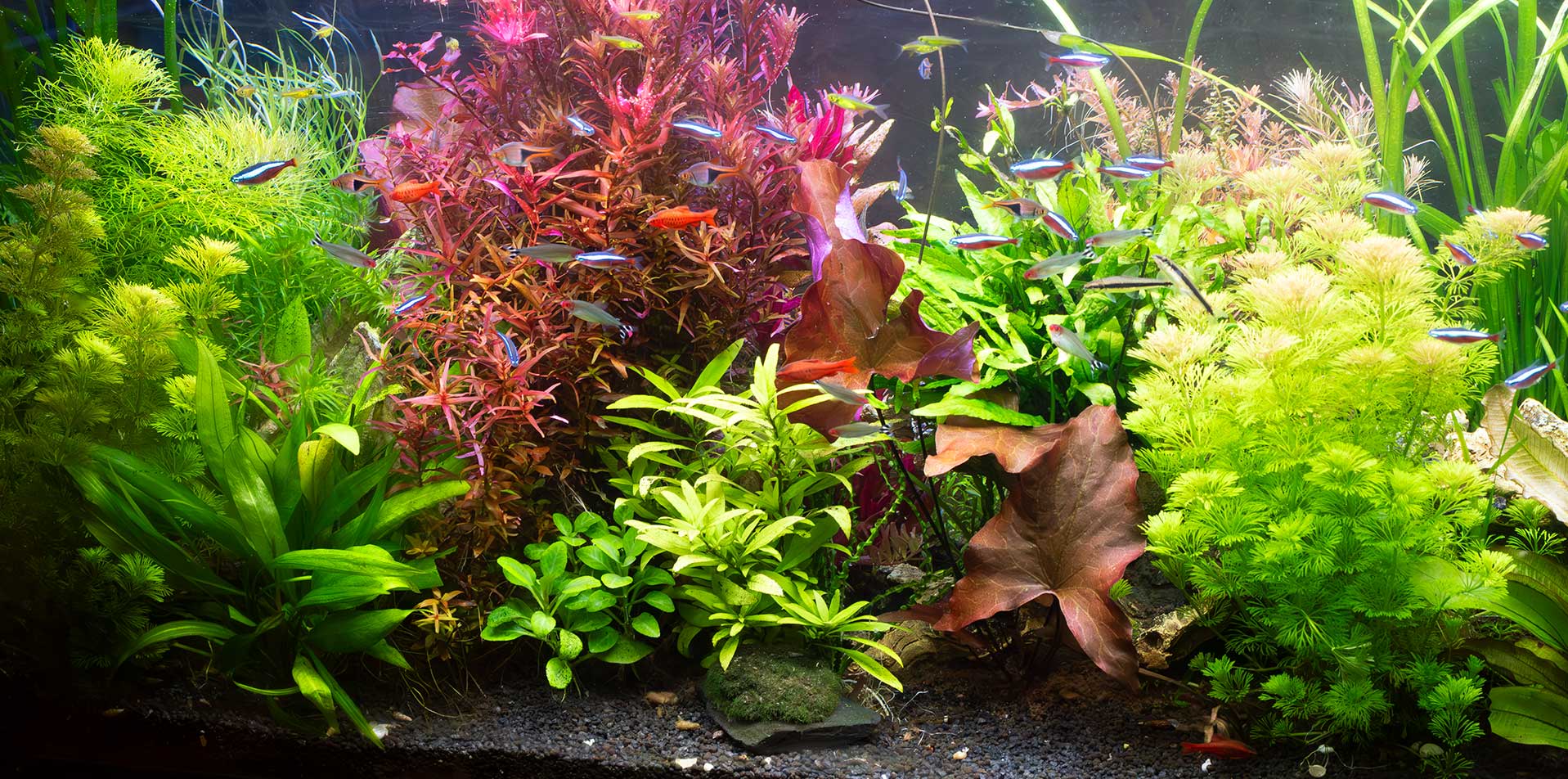  REGULADOR DE CO2 DEL ACUARIO 